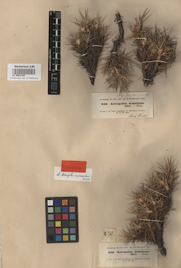 LE 00014163
