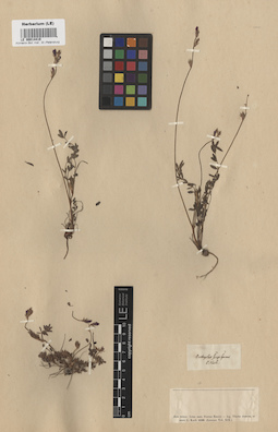 LE 00014419
