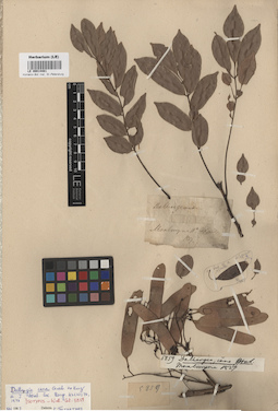 LE 00014481