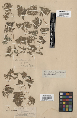 LE 00014531