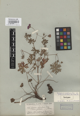 LE 00014585