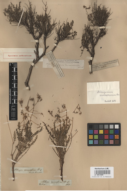 LE 00014605