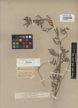 LE 00014633