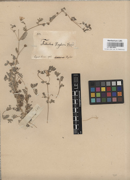 LE 00014641