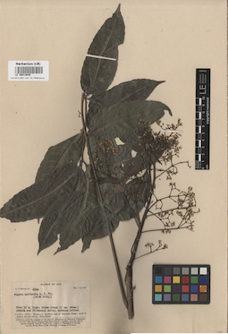 LE 00014645