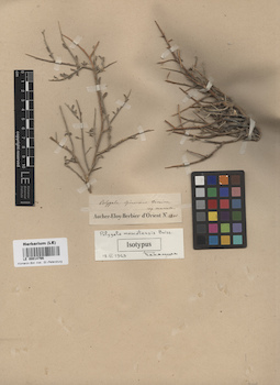 LE 00014766
