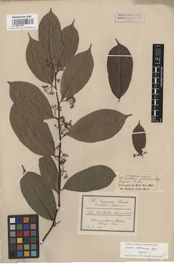 LE 00014781