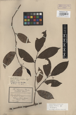 LE 00014784