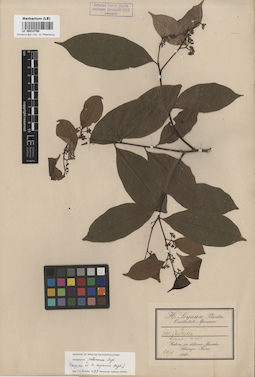 LE 00014786