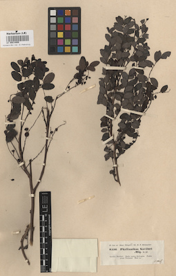 LE 00014806