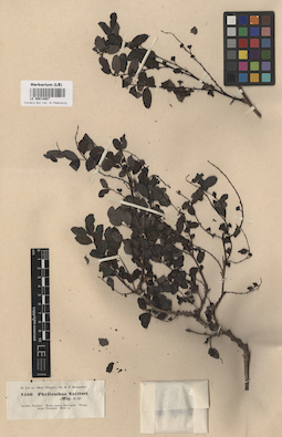 LE 00014807