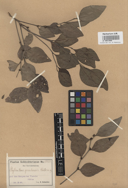 LE 00014809