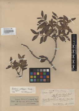 LE 00014839