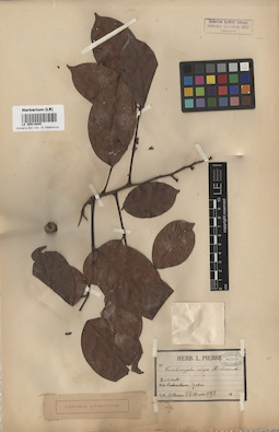 LE 00014845