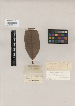 LE 00014847