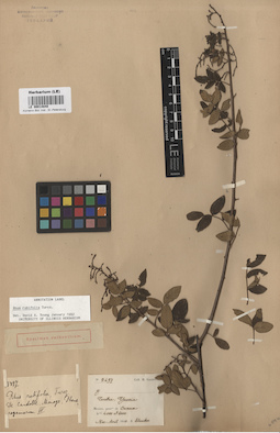LE 00014848