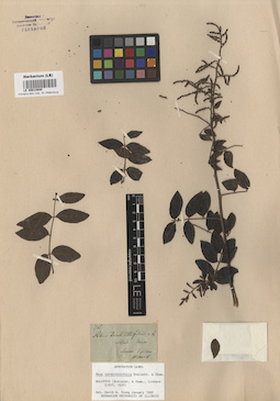 LE 00014849