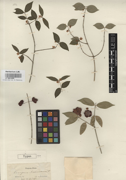 LE 00014855