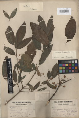 LE 00014859
