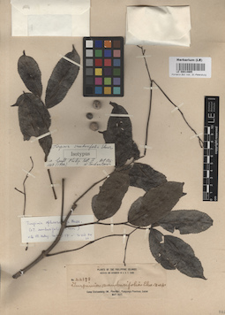 LE 00014905