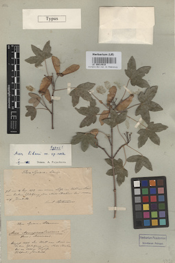 LE 00014919