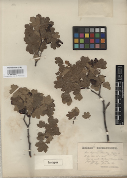 LE 00014922