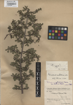 LE 00014968