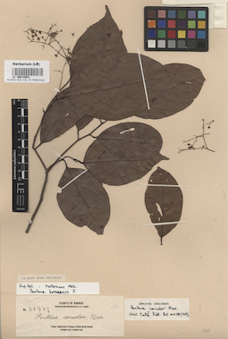 LE 00014983