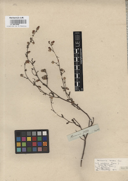 LE 00015056