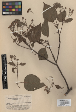 LE 00015062