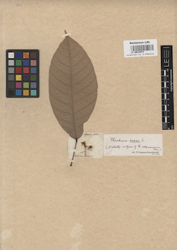 LE 00015074