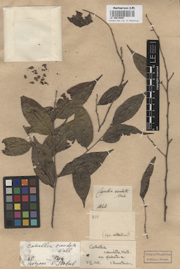 LE 00015089