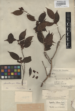 LE 00015091