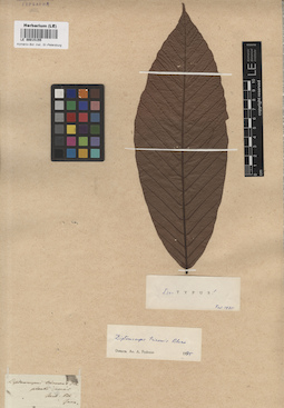 LE 00015155