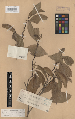LE 00015290