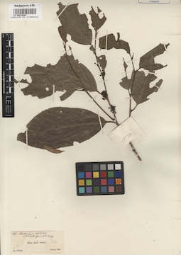 LE 00015303
