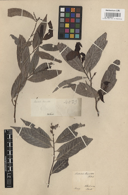 LE 00015317