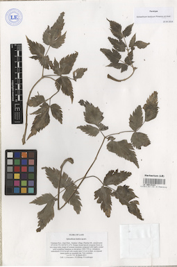 LE 00015323