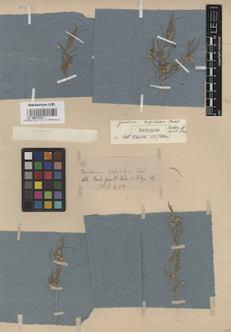 LE 00015331