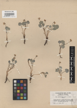 LE 00015339