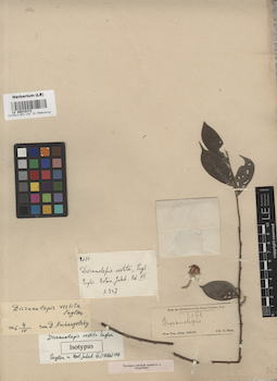 LE 00015372