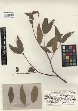 LE 00015373