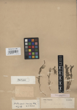 LE 00015375