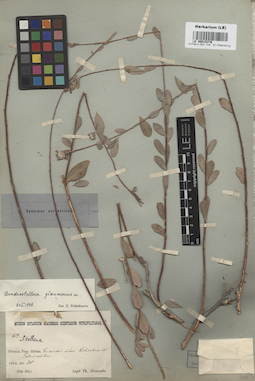 LE 00015376