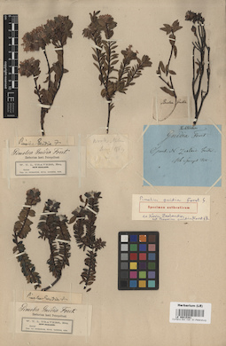 LE 00015381