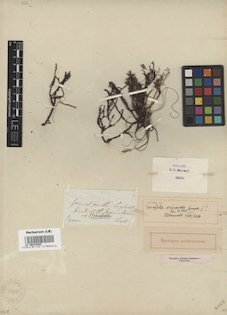 LE 00015382