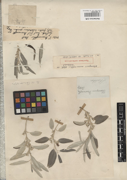 LE 00015383