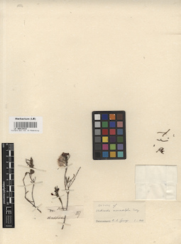 LE 00015423