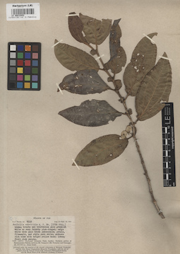 LE 00015452
