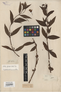 LE 00015472